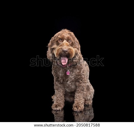 Cockapoo dog studio shot on black background