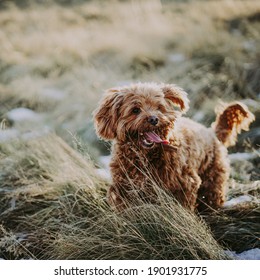 Cockapoo in grass, tongue out.