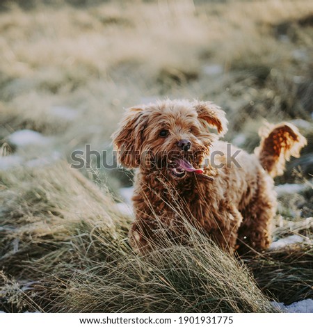 Cockapoo in grass, tongue out.