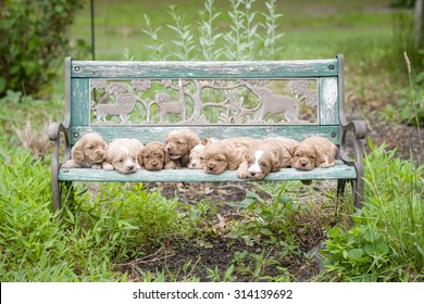 Cockapoo Puppies
