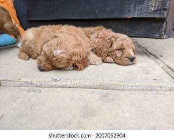 Cockapoo Puppy With Big Sad Eyes