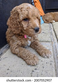 Cockapoo Puppy With Big Sad Eyes