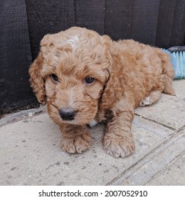 Cockapoo Puppy With Big Sad Eyes