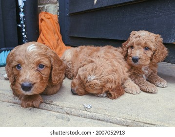 Cockapoo Puppy With Big Sad Eyes