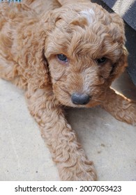 Cockapoo Puppy With Big Sad Eyes