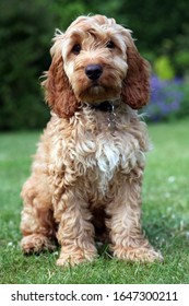Download Cockapoo High Res Stock Images Shutterstock