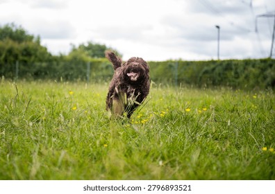 Cockapoo running flat out for a ball