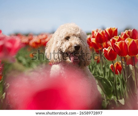 Cockapoo in a tulip field