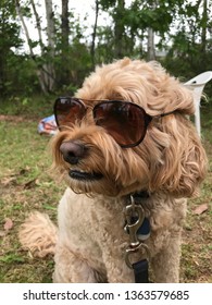 Cockapoo Wearing Oakley Sunglasses