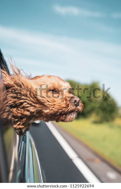 Cockapoo with wind in\
face