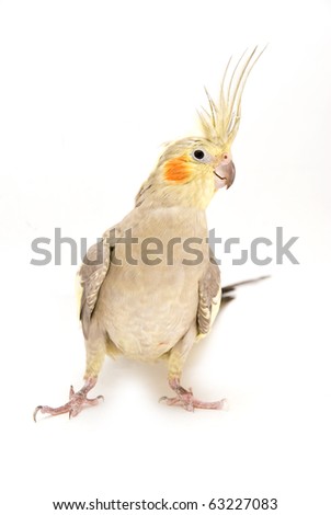 Cockatiel