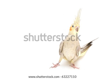 Cockatiel