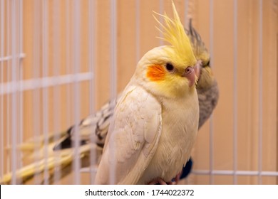 Cockatiel Australian parrot male  in birds cage with female partner in background 3 month old