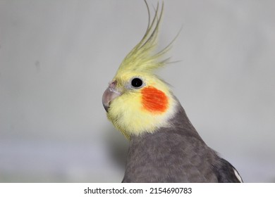 Cockatiel Bird Happy Bird Pet Cockatiel