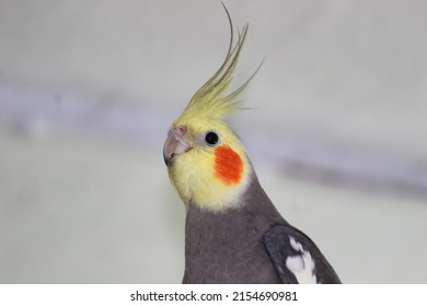 Cockatiel Bird Happy Bird Pet Cockatiel