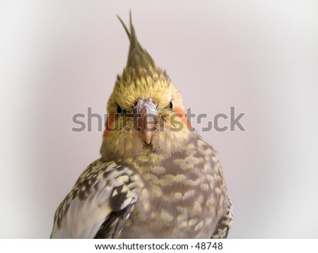 A cockatiel bird looking into the camera.