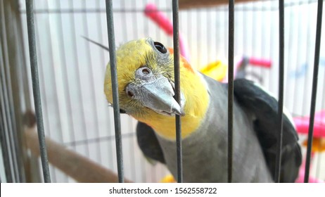 Cockatiel or cockatiel is a bird that belongs to the order Psittaciformes and the family Cacatuidae