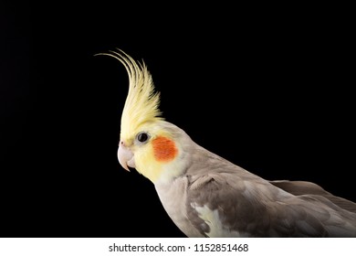 Cockatiel Crest Up,portrait close up in studio, isolated on black background