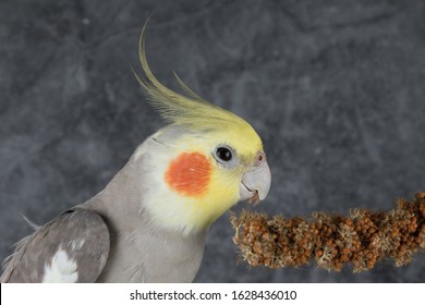 Cockatiel Eating treats isolated on gray background, best parrot pictures. copy space