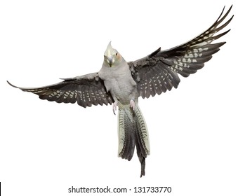 Cockatiel Flying Isolated On White