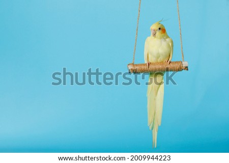 Cockatiel holding a branch in blue background
