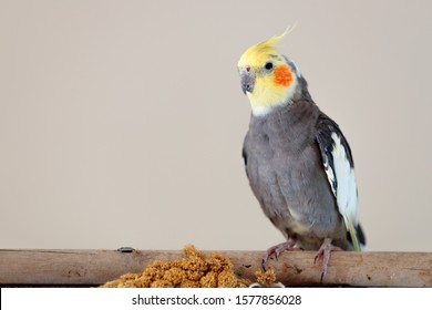 A cockatiel with a millet branch  perched on a stick with a bright pastel background