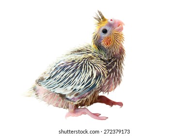 A cockatiel (Nymphicus hollandicus) baby bird isolated on white background