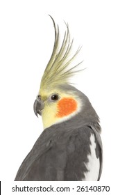 Cockatiel - Nymphicus hollandicus in front of a white background