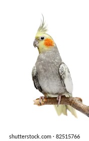 Cockatiel parakeet 4 years old (female)