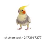 cockatiel parrot isolated on a white background