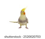 cockatiel parrot isolated on a white background