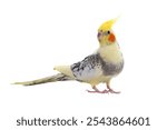 cockatiel parrot isolated on a white background