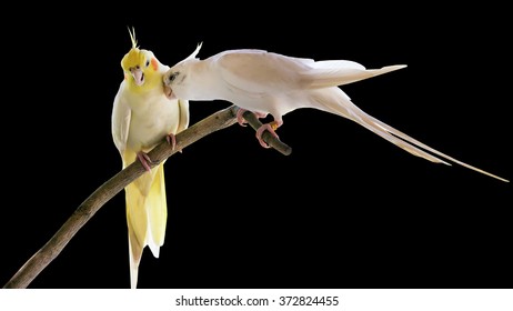 Cockatiel parrots in love standing at the branch on black background 