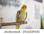 Cockatiel parrots.Funny parrots.Cockatiel pets.Bird with a crest.Cute animal.Funny bird.Cockatiel.Parrots are playing.
Caring for pets.Birds.Animals.Cute cockatiel.Home pet parrot.The best birds.