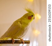 Cockatiel parrots.Funny parrots.Cockatiel pets.Bird with a crest.Cute animal.Funny bird.Cockatiel.Parrots are playing.
Caring for pets.Birds.Animals.Cute cockatiel.Home pet parrot.The best birds.