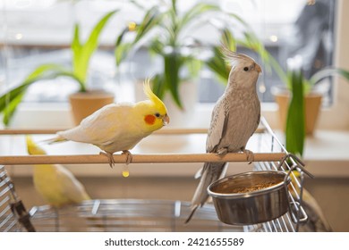 Cockatiel parrots.Funny parrots.Cockatiel pets.Bird with a crest.Cute animal.Funny bird.Cockatiel.Parrots are playing.
Caring for pets.Birds.Animals.Cute cockatiel.Home pet parrot.The best birds.