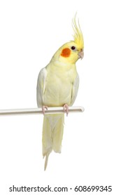 Cockatiel Perched, Isolated On White