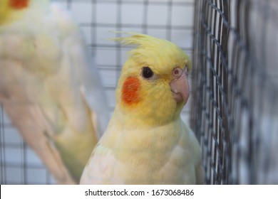 Cockatiel with red cheeks, my sister's pets.