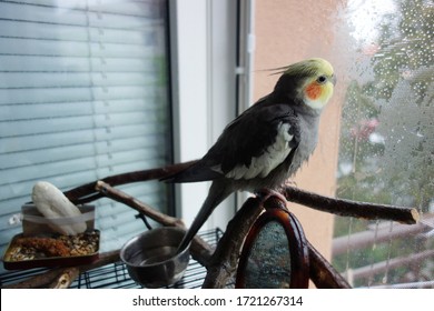 Cockatiel sits on a branch and watches the rain outside through a mosquito net - Shutterstock ID 1721267314