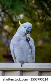 Cockatoo Eating Bread On Fence Urban Stock Photo Edit Now 1503995114