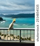 Cockatoo at Hamilton Island, Queensland Australia 