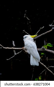 Cockatoo Or Kakatuwah Parrot In Bird Family Cacatuidae.