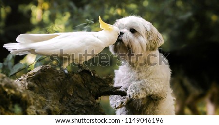 cockatoo kissing a little white hairy dog