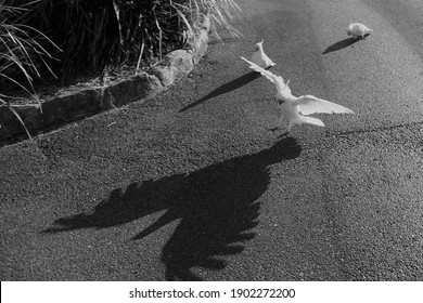 Cockatoo Landing On Its Larger Than Life Shadow