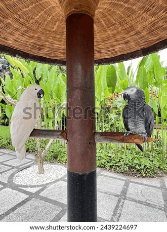 Cockatoo Parrot and Gray Parrot Looking at Each Other on Wooden Beam in Bird Park