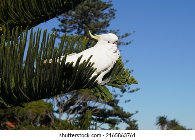 Cockatoo Perched In A Nest Of Pine Needles