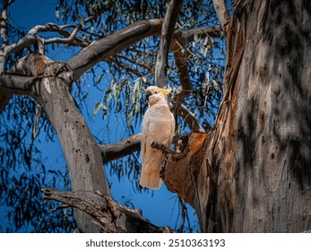 Cockatoo Perched Stands Out From Trees - Powered by Shutterstock