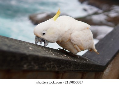 Cockatoo using its Beak to climb Uphill