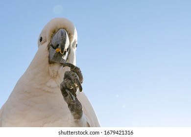 A Cockatoo White Parrot Eating Food Fruits  Beautiful Morning  Gold Coast Australia 