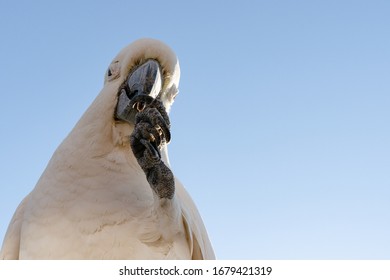 A Cockatoo White Parrot Eating Food Fruits  Beautiful Morning  Gold Coast Australia 